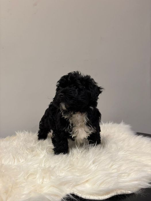 Piękny Hawańczyk-Zdzichu