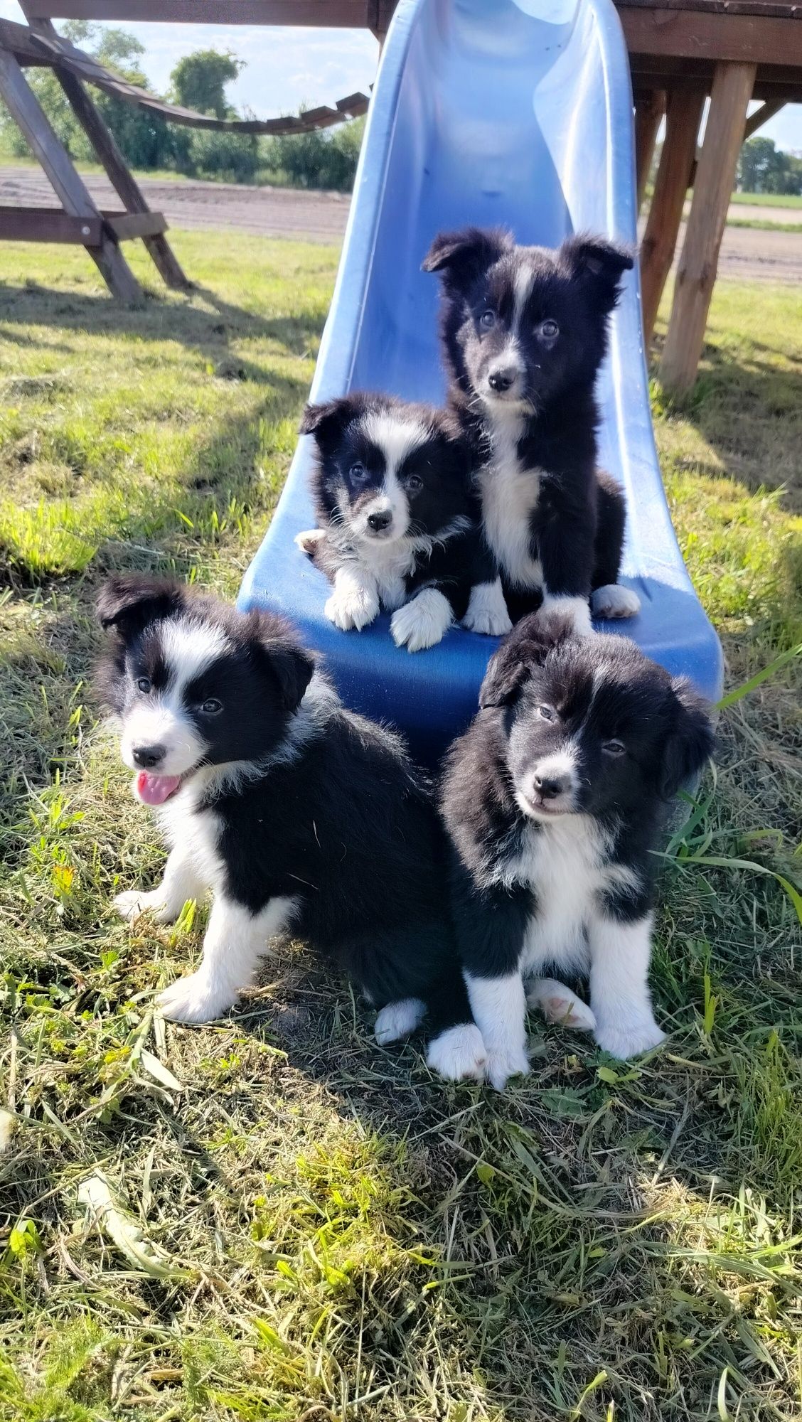 Śliczne szczenię Border Collie.