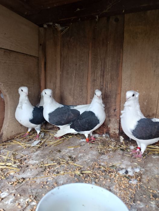 Sprzedam gołębie mewki