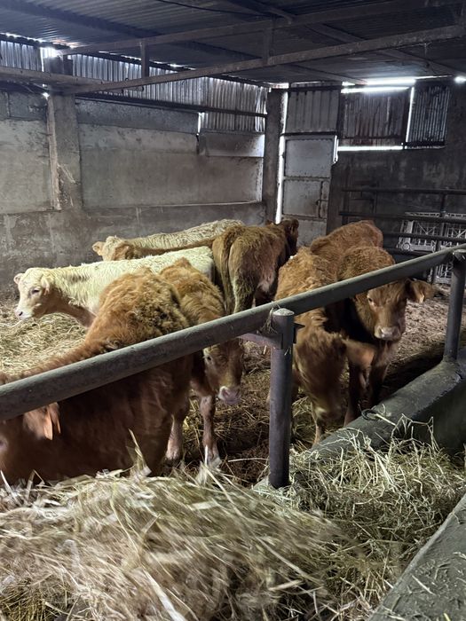 Vitelos e vitelas cruzados de limousine