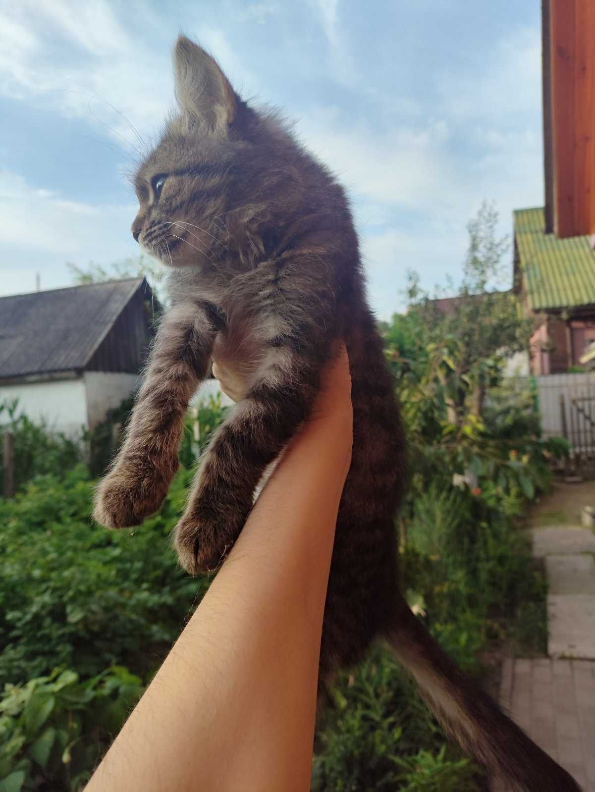 Котеня в хороші ручки