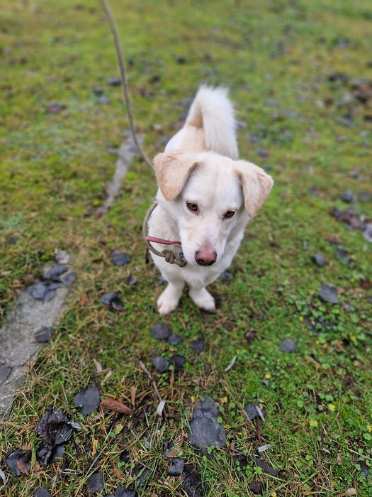 3 lata w miejskiej przechowalni ani jednego zapytania. Prosimy o dom