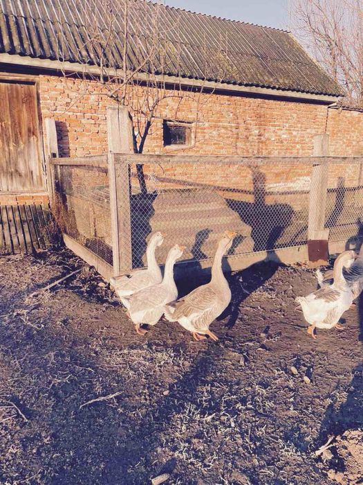 Холмогорські гуси