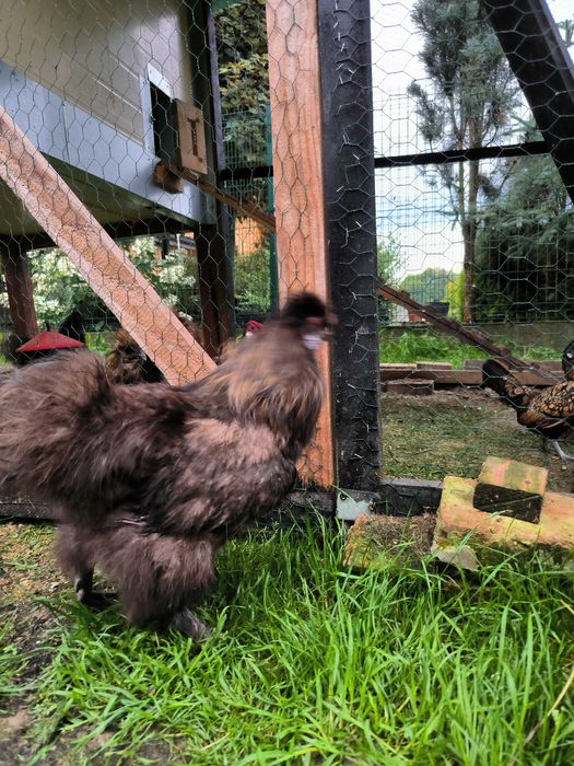 Kogut silka , dwa do wyboru