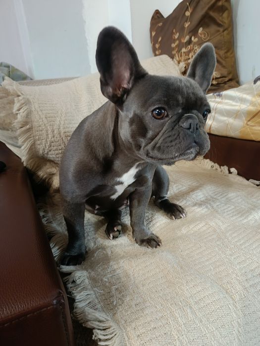Buldog francuski suczka