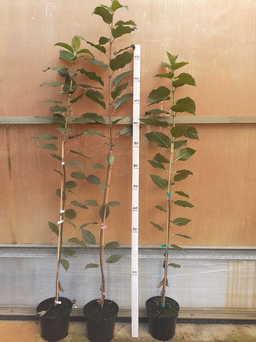 Hortensja bukietowa p9 i pienna C 2