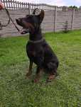 Doberman,przepiękny piesek