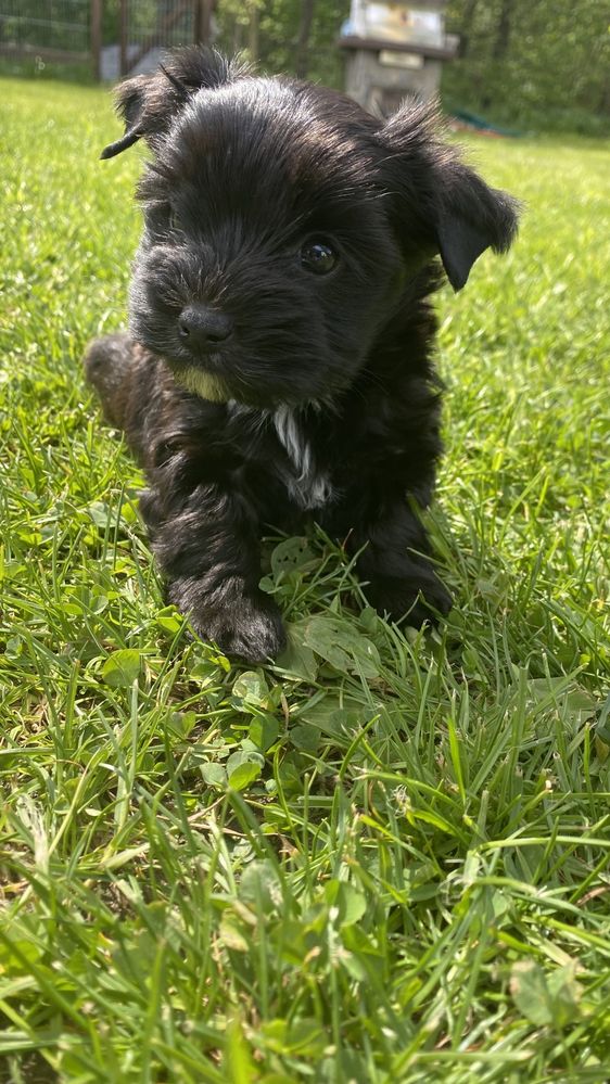 Black Yorkshire Terrier / czarny york