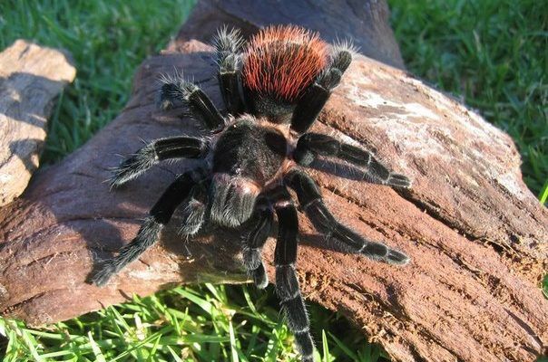 Черно,красный тарантул Brachypelma vagans.,.