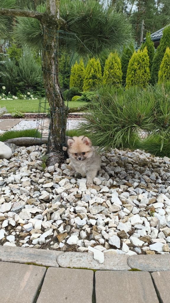 Szpic Miniaturowy Pomeranian miś misiaczek