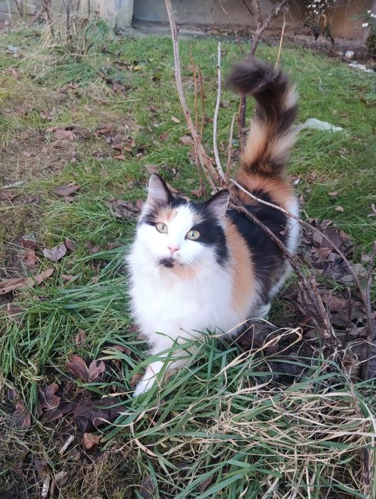 Віддам кицю біля 2 років