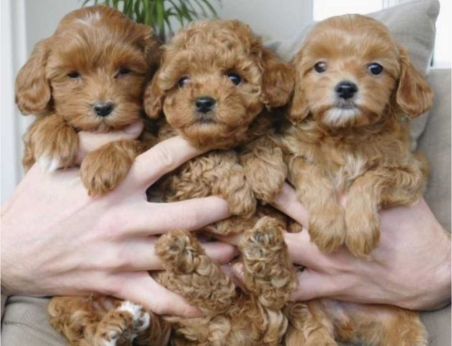 Милашки очаровашки девочки мальтипу.