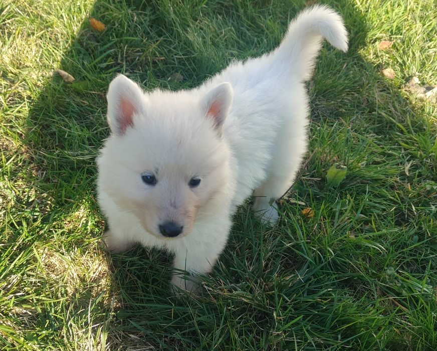 Biały Owczarek Szwajcarski piesek hodowla Rivulus FCI ZKWP