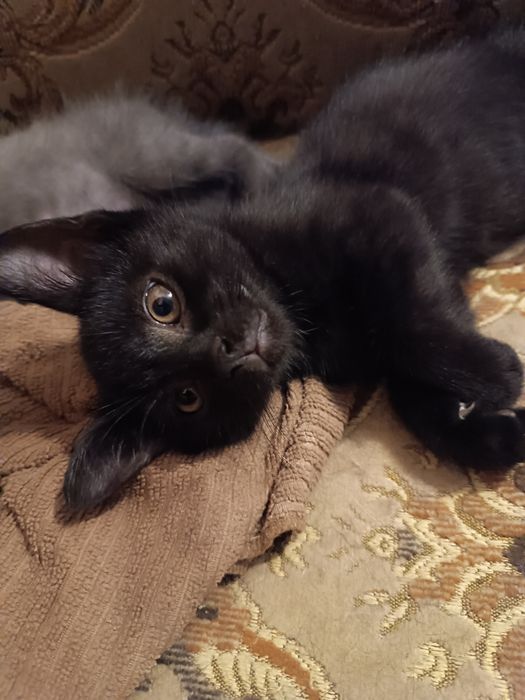 Kotki do adopcji