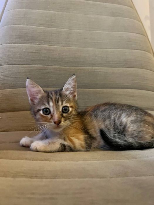 Дівчинка кошеня киця трьохмасна, мама мейнкун