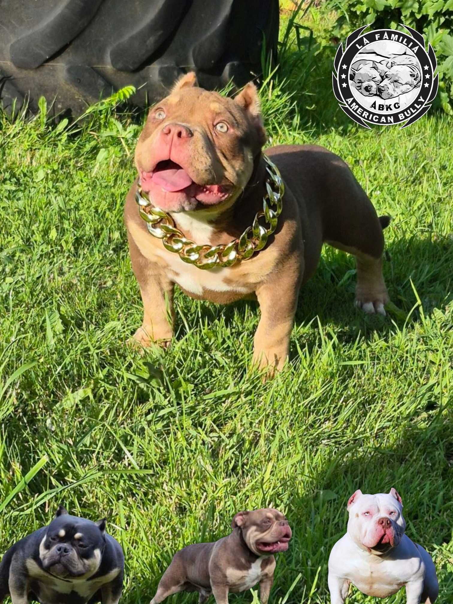 American Bully abkc