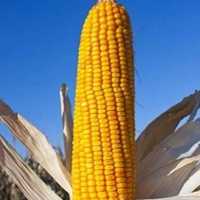 Продам зерно кукурудзи домашньої