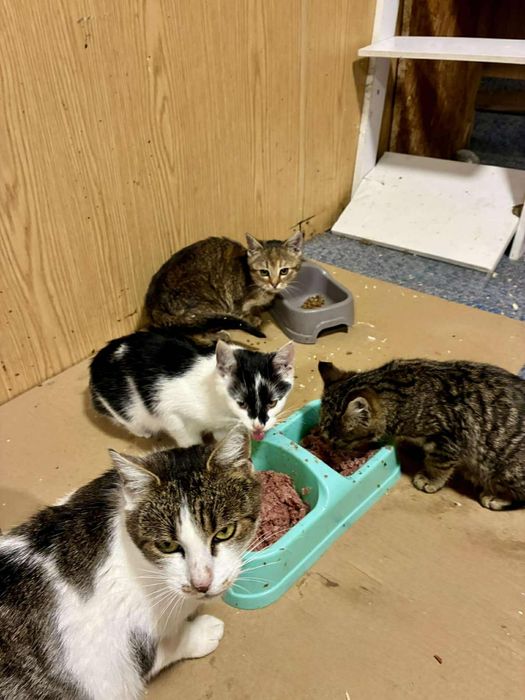 Kocięta szukają domków tymczasowych