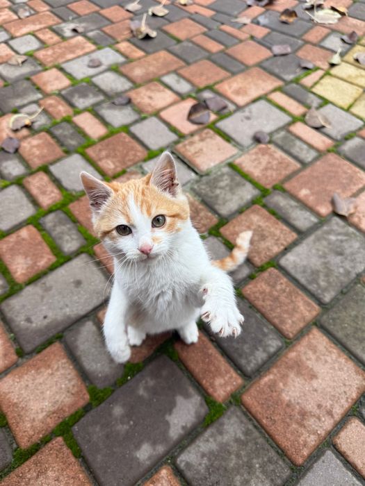 Котик, місяців 2