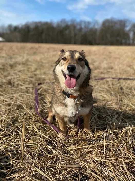 Vienna - mała, delikatna suka szuka kochającego domu, ADOPCJA