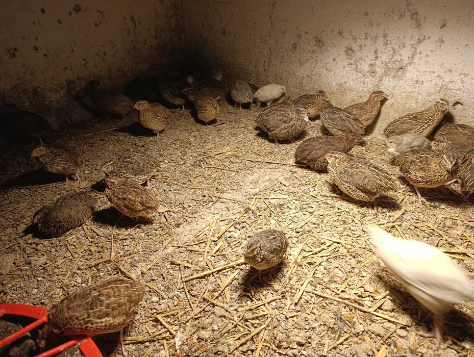 Przepiórki japońskie