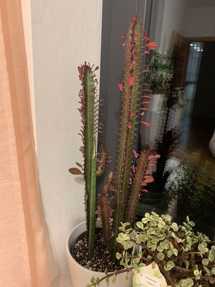 Wilczomlecz trójżebrowy Rubra