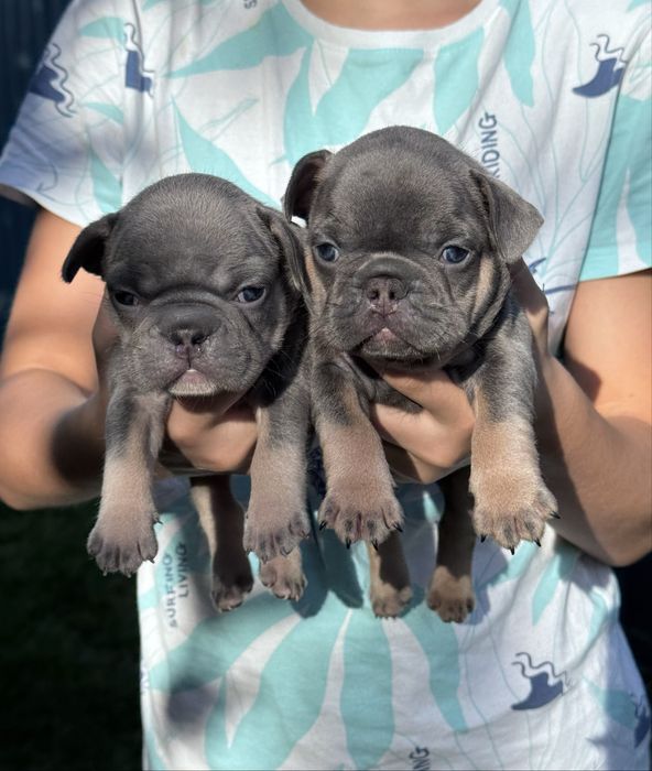 Крутезні цуценята французького бульдога