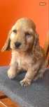 Cocker Spaniel Angielski sunia z legalnej hodowli