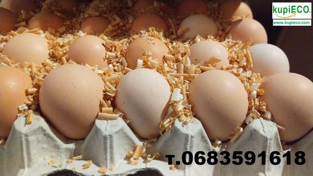 Яйцо инкубационное Бройлера, Вeнгeрcкая 
птицефабрика.