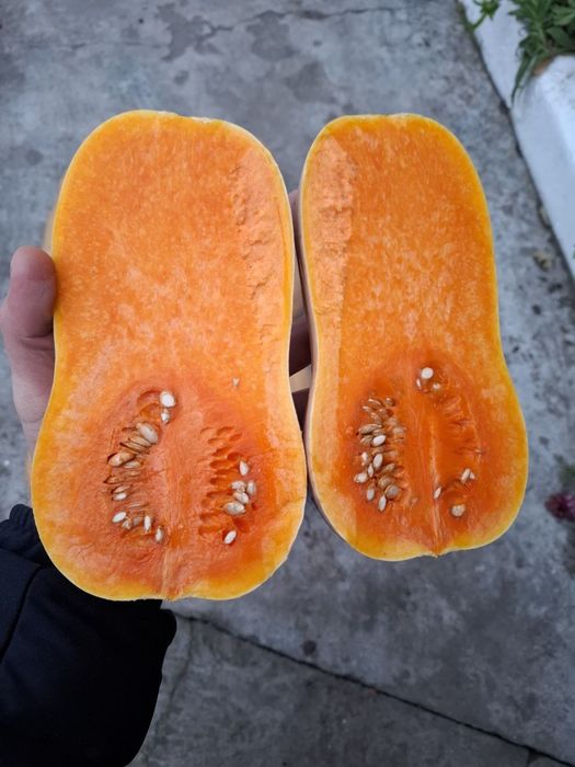 Продам мускатний гарбуз, баттернат