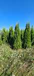 Thuja Smaragd Producent Pomorskie Niedrogo