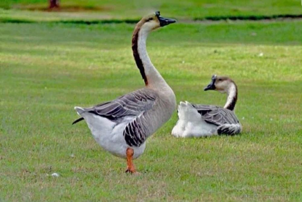 Ganso da Guiné Macho