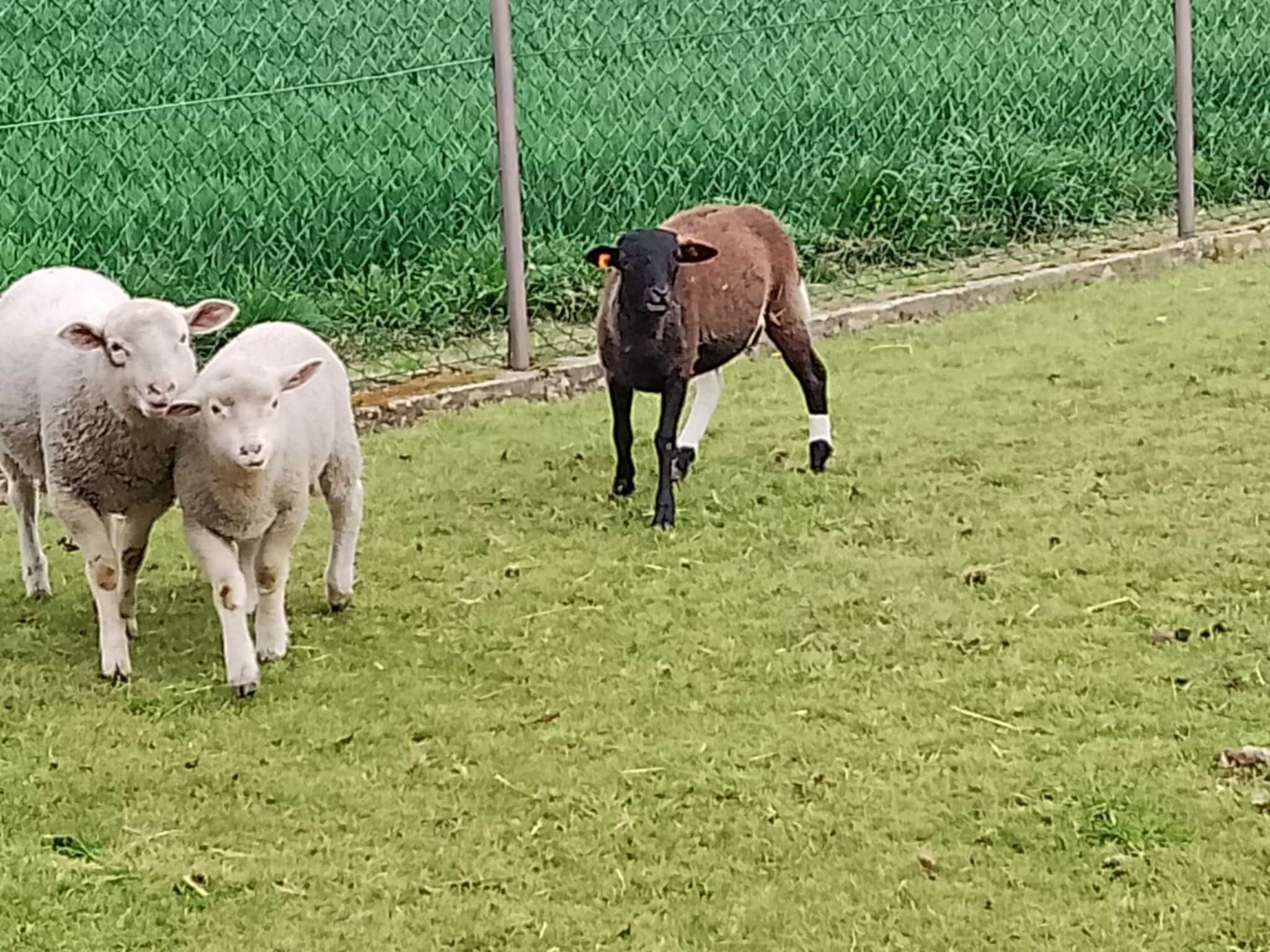 Młode baranki do chowu lub na mięso