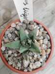 редкие кактусы, Ariocarpus trigonus