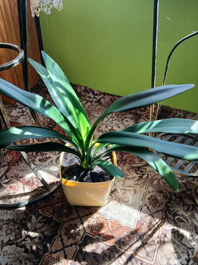 Clivia, kliwia pomarańczowa.