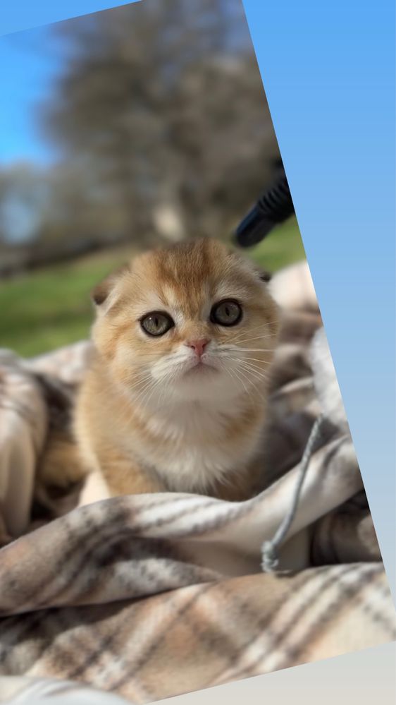 Шотландські котенята шиншила чист золота