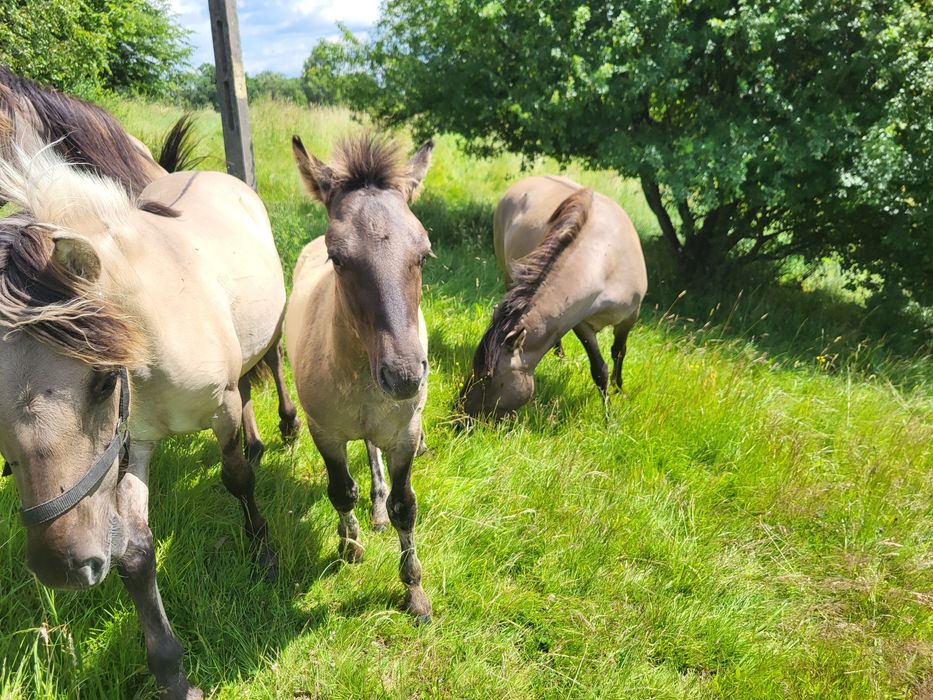 Konik polski ogierek 8 mies paszport Transport Koni