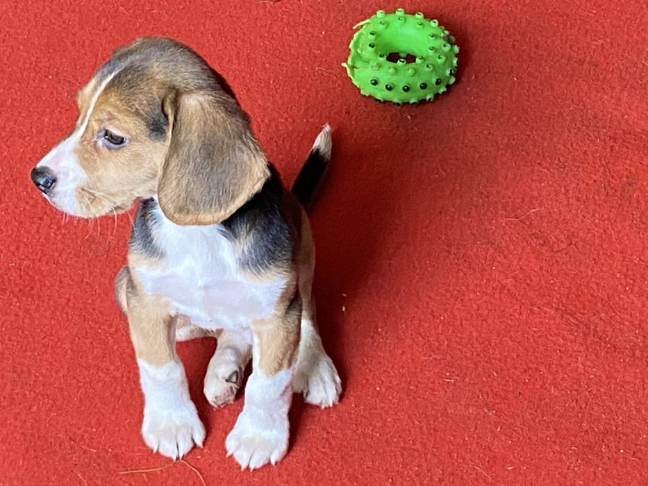 Cachorro Beagle tricolor exelente