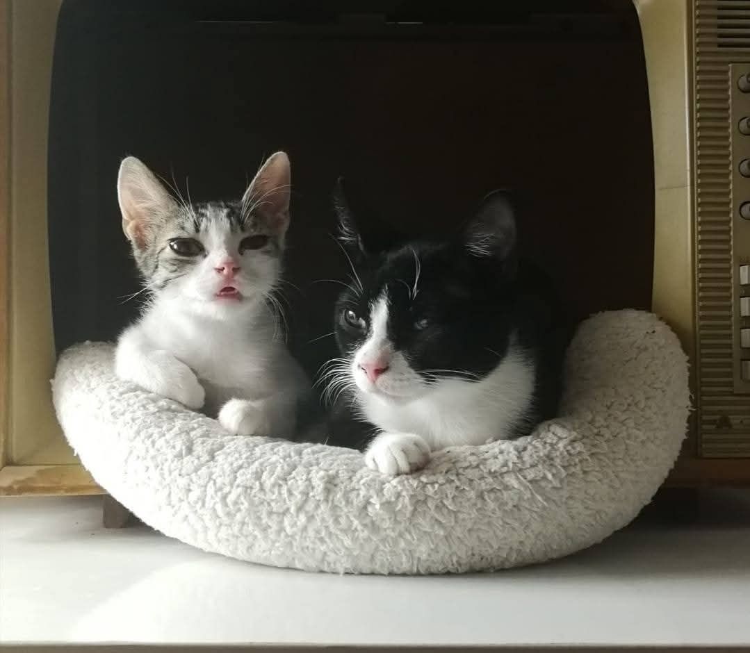 Cudne kotki do adopcji
