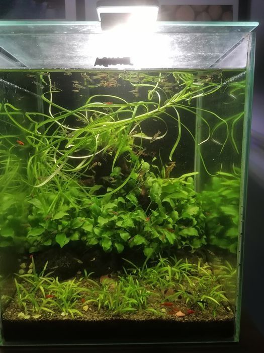 Narybek gupika różna wielkość do 2 cm