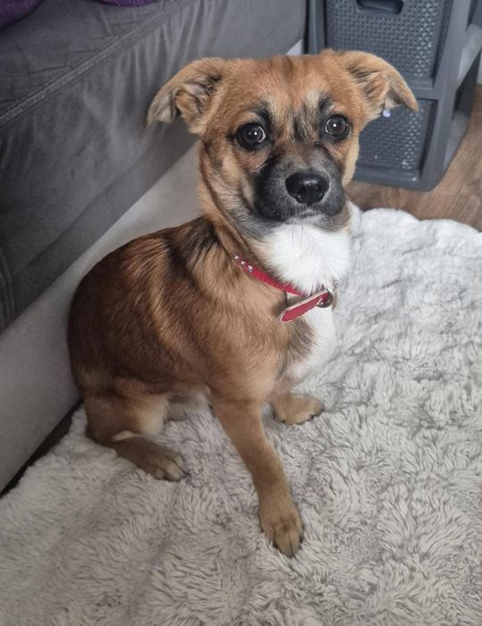 Cudowny Karmelek maciupki , 6 m-cy