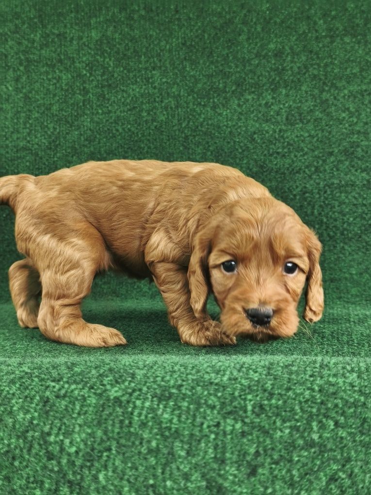 Cockapoo Cocker spaniel+pudel