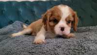 Cavalier King Charles Spaniel FCI