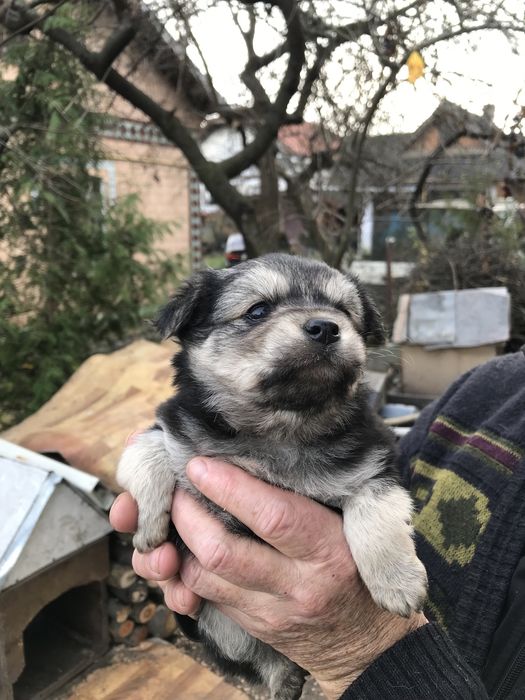 Цуценята шукають сім‘ю