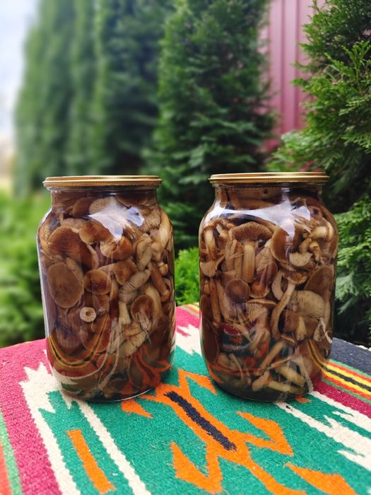 Опеньки мариновані 2024. Гриби карпатські