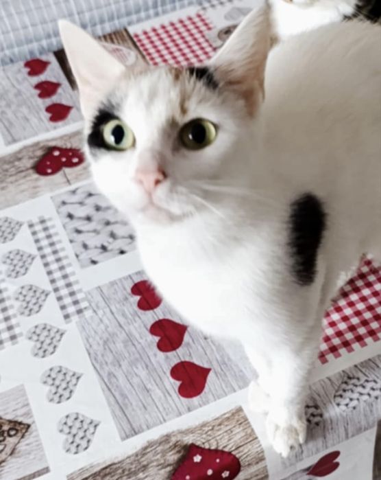 Proludzka miziasta tricolor kotka Śnieżynka 1,5 roku