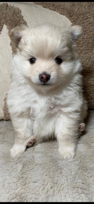 Spitz alemão cachorro