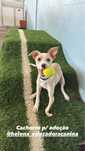 Cachorro 4 meses para adoção
