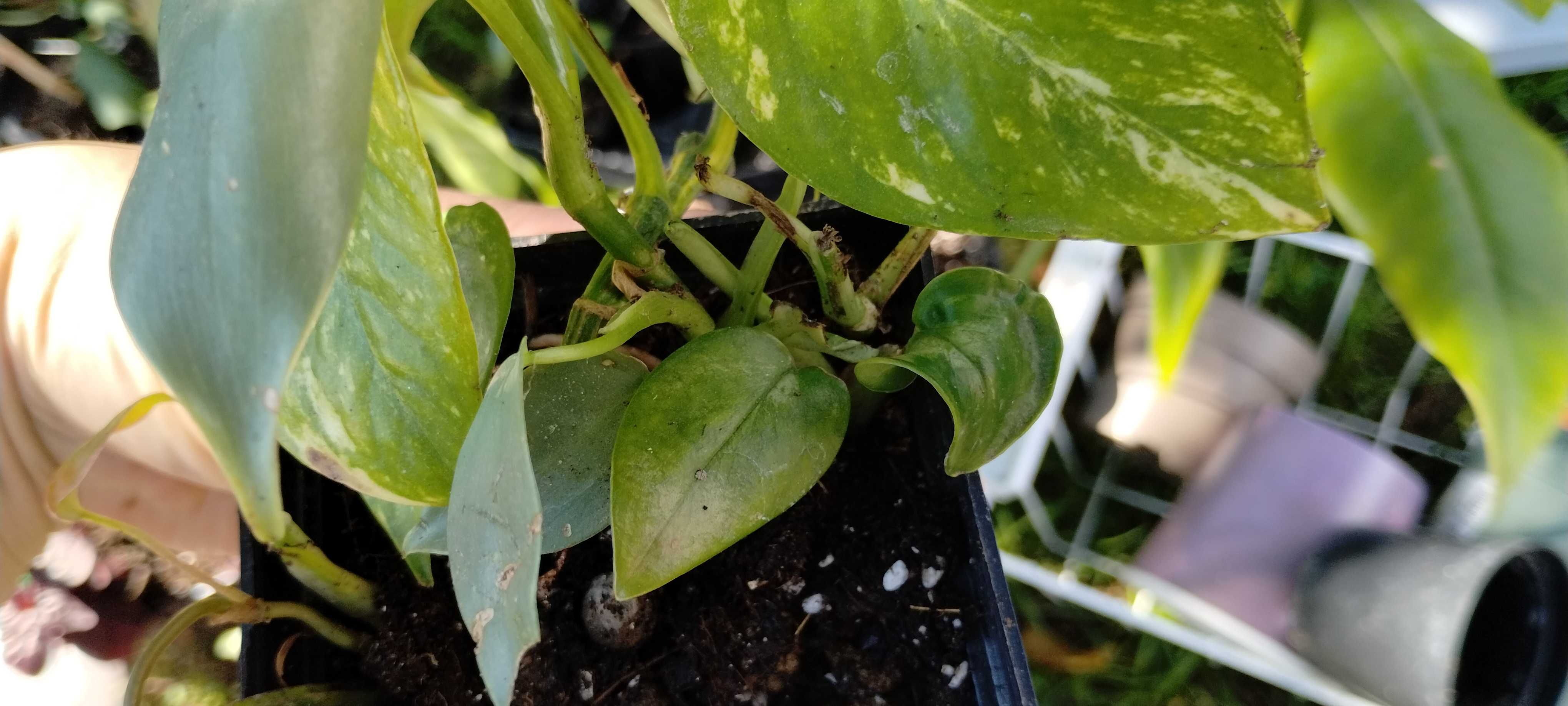 zestaw roślin nr2(5szt) epipremnum, philodendron, monstera