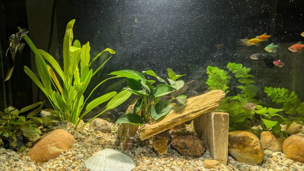 Sprzedam kompletne PANORAMICZNE akwarium 100L z wyposażeniem i rybami